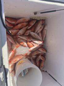 A cooler filled with a large catch of Red Snapper, showcasing a successful fishing trip.