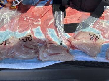 Freshly filleted fish stored in bags, ready for transport after a successful fishing trip.