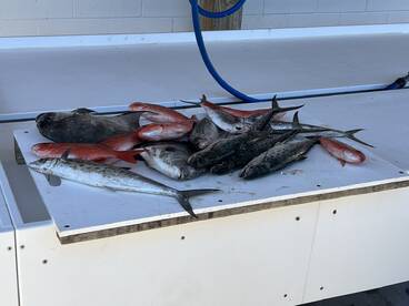 A variety of fish including Red Snapper and King Mackerel displayed on a fillet table at a fishing dock.