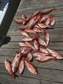 A large catch of Red Snapper laid out on a dock, showcasing the successful fishing trip.
