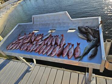 A variety of fish including Snapper and Grouper neatly arranged on a fillet table at the dock, showcasing a successful fishing trip.