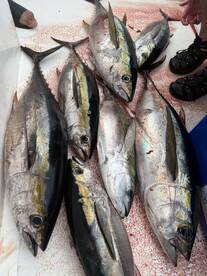 A collection of freshly caught Yellowfin Tuna displayed on a cleaning table, showcasing a successful fishing trip.