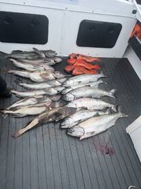 A variety of fish including salmon and rockfish displayed on the deck of a fishing boat, showcasing a successful catch.