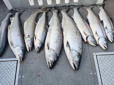 A variety of freshly caught salmon and trout laid out on the deck of a fishing boat, showcasing a successful fishing trip.