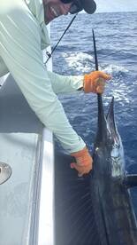 Angler actively reeling in a large Sailfish while fishing in deep blue waters.