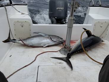 Two large tuna are stored on the deck of a fishing boat, showcasing a successful offshore fishing trip.