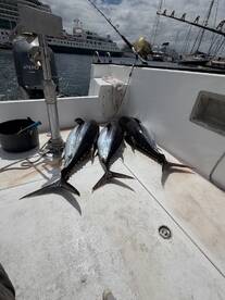 Three large Yellowfin Tuna laid out on the deck of a fishing boat, showcasing a successful offshore fishing trip.