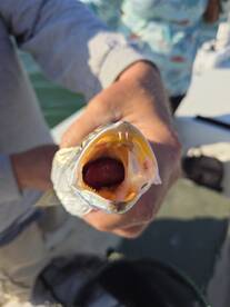 A close-up of a caught fish being held, showcasing its mouth and teeth, likely during a fishing trip.