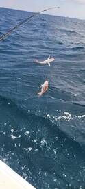 Two Red Snapper caught on a line while fishing in open waters, showcasing a successful catch during an offshore trip.