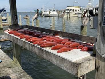 A vibrant display of multiple Red Snapper arranged on a cleaning table at the dock, showcasing a successful fishing trip.