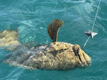 A large grouper is being reeled in, showcasing the excitement of deep-sea fishing in clear blue waters.