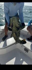 Angler proudly displaying a large Goliath Grouper while fishing on a boat in open waters.