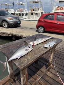 Multiple fish, including a large Mackerel, displayed on a wooden table at the dock, showcasing a successful fishing trip.