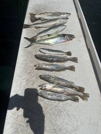 A variety of fish including Speckled Trout and other species laid out on a fillet table, showcasing a successful fishing trip.