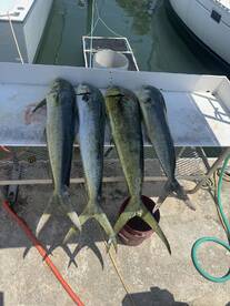 Four Mahi Mahi laid out on a cleaning table at the dock, showcasing a successful fishing trip.