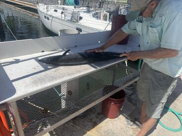 An angler filleting a freshly caught fish on a cleaning station at the dock, with boats visible in the background.