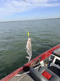 A fish is being reeled in from the water while fishing from a boat, showcasing a vibrant fishing environment.