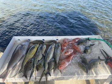 A variety of fish including Snapper and Mackerel displayed on a fillet table, surrounded by water after a successful fishing trip.