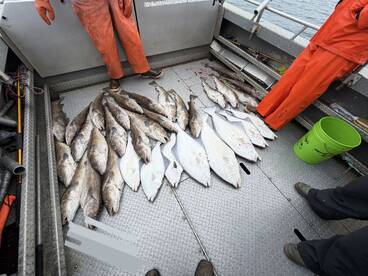 A variety of fish, including several large cod, laid out on the deck of a fishing boat, showcasing a successful catch.
