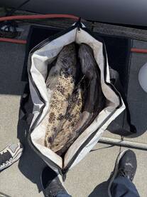 Two large fish stored in a cooler bag on the deck, showcasing a successful fishing trip.