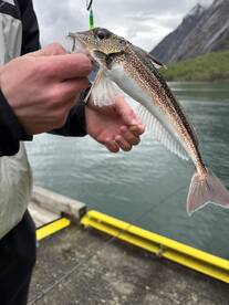 Angler holding a freshly caught fish, showcasing the vibrant colors and details of the species against a scenic backdrop.