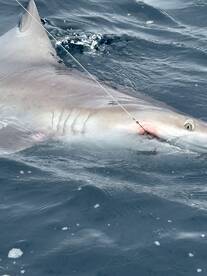 A large shark is being reeled in during an offshore fishing trip, showcasing the thrill of deep-sea angling.