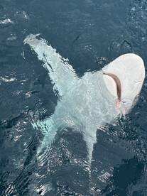 A large shark is seen swimming just below the surface, showcasing the excitement of deep-sea fishing.