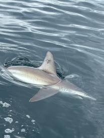 A shark is being reeled in during a deep-sea fishing trip, showcasing the excitement of sport fishing.