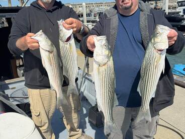 Two anglers proudly displaying their catch of striped bass at the dock after a successful fishing trip.