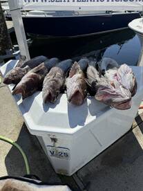 A variety of fish displayed on a cooler at the dock, showcasing a successful fishing trip.