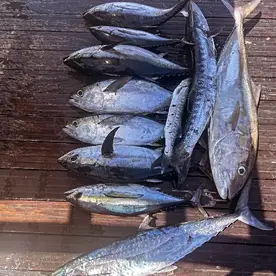 A variety of fish including tuna and mackerel laid out on a dock after a successful fishing trip.