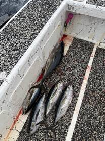 A selection of freshly caught fish, including several Tuna, displayed on the deck of a fishing boat, showcasing the day's successful catch.