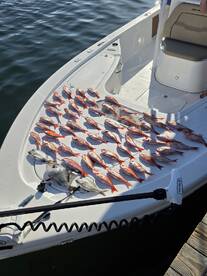 A variety of fish, including Snapper, neatly arranged on the deck of a boat after a successful fishing trip.