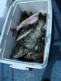 A cooler filled with various fish species, including snapper and grouper, showcasing a successful fishing trip.