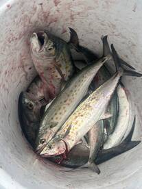 A variety of fish, including Spanish Mackerel, stored in a cooler after a successful fishing trip.