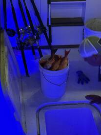 A bucket filled with freshly caught fish, likely Snapper, inside a well-lit boat, showcasing the fishing experience.