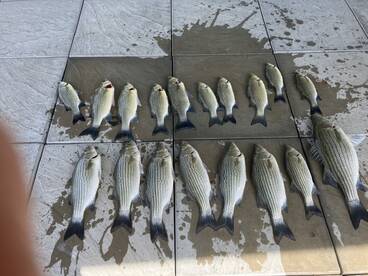 A variety of striped bass neatly laid out on a dock, showcasing a successful fishing trip.