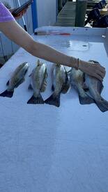 A selection of Speckled Trout laid out on a cleaning table, showcasing a successful fishing trip.