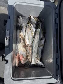 A cooler filled with various fish species, including trout, stored on ice after a successful fishing trip.