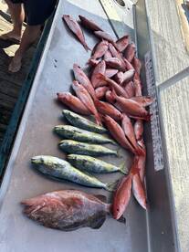 A variety of fish including Mahi Mahi and Snapper displayed on a fillet table at a dock, showcasing a successful fishing trip.