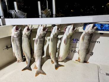 A display of multiple Lake Trout hanging on a board aboard a fishing charter, showcasing a successful night fishing trip.