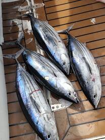 A collection of four freshly caught Bonito fish laid out on a boat deck, showcasing a successful fishing trip.