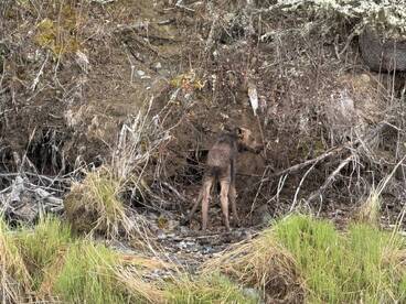 An unclear image showing a moose in a natural setting, with no fishing elements present.
