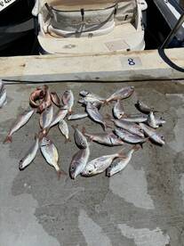 A variety of fish, including several species, laid out on a dock after a successful fishing trip.