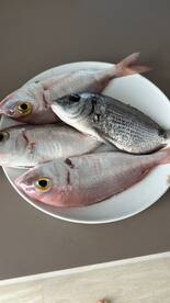 A selection of freshly caught fish displayed on a plate, showcasing a variety of species, likely from a recent fishing trip.