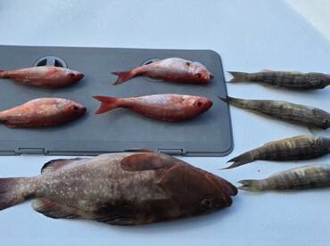 A variety of freshly caught fish, including Snapper and Grouper, displayed on a cleaning table, showcasing a successful fishing trip.