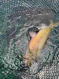 A trout is seen in a net, partially submerged in water, showcasing its colorful markings.