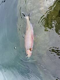 A Rainbow Trout is seen swimming in clear water, showcasing its vibrant colors and distinctive markings.