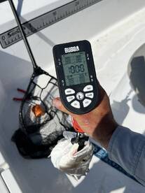A fishing scale displaying a weight of 10.0 while a fish is being weighed, with a net visible in the background.