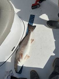 A large Redfish is laid out on the deck of a boat, measured against a ruler, showcasing the catch during a fishing trip.